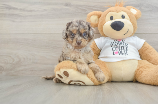 Smart Cockapoo Poodle Mix Pup
