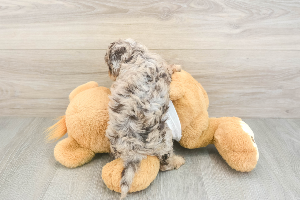Hypoallergenic Cocker Doodle Poodle Mix Puppy