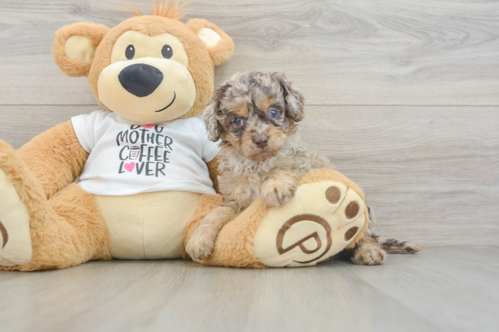 Cockapoo Pup Being Cute