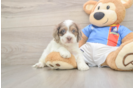 Funny Cockapoo Poodle Mix Pup