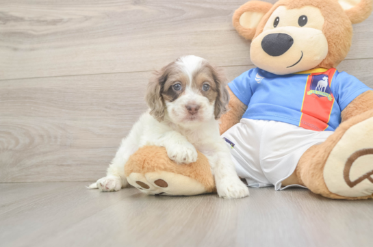Funny Cockapoo Poodle Mix Pup
