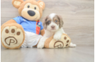 Best Cockapoo Baby
