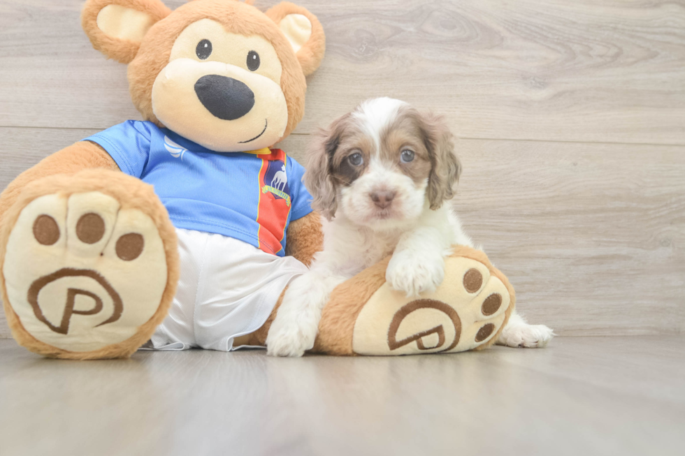 Best Cockapoo Baby