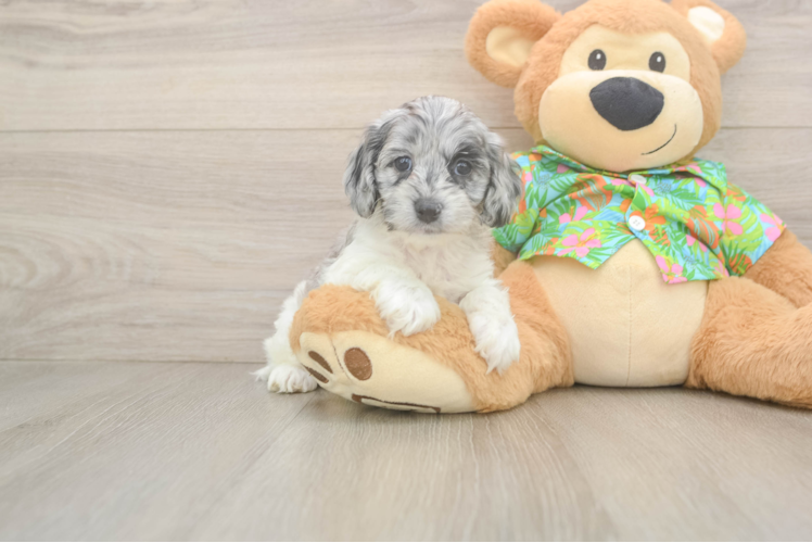 Best Cockapoo Baby