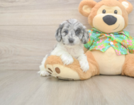 6 week old Cockapoo Puppy For Sale - Premier Pups