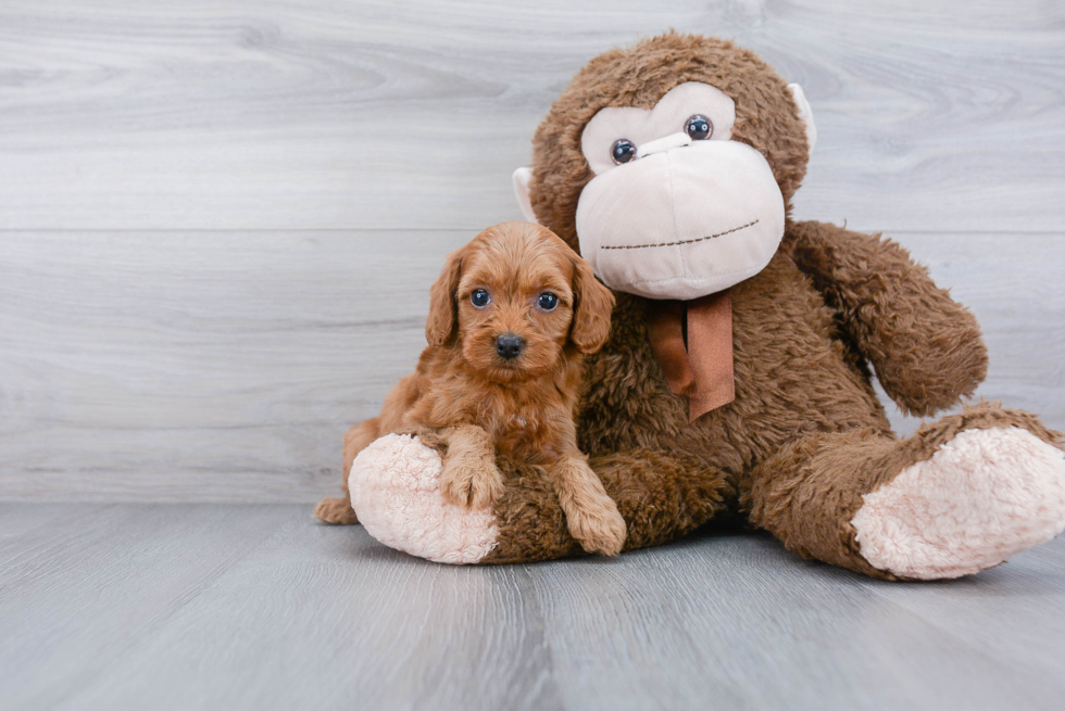 Cockapoo Puppy for Adoption