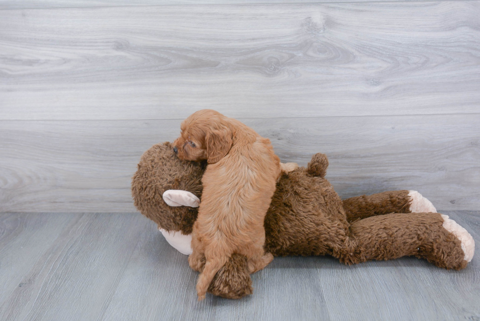 Cockapoo Pup Being Cute