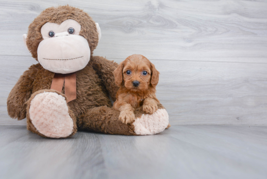 Happy Cockapoo Baby