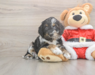 7 week old Cockapoo Puppy For Sale - Premier Pups