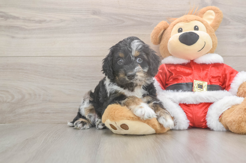 5 week old Cockapoo Puppy For Sale - Premier Pups