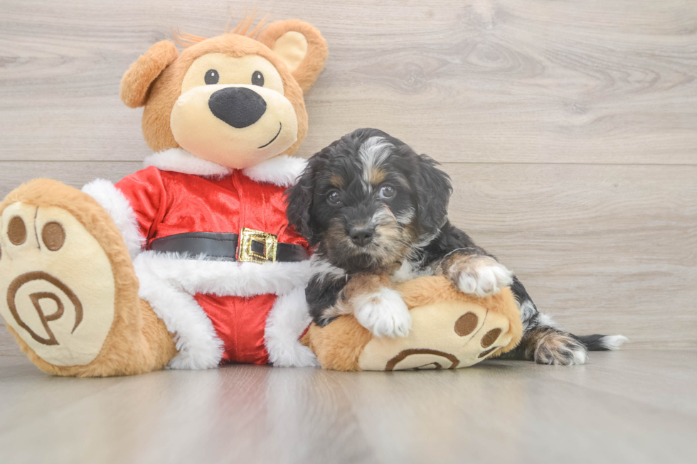 Cockapoo Pup Being Cute