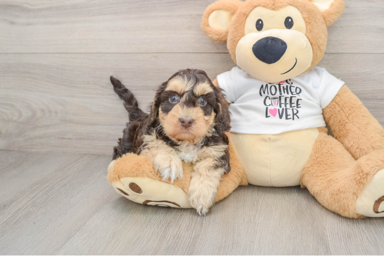 Cockapoo Puppy for Adoption