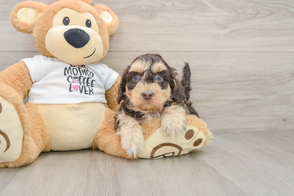 Small Cockapoo Baby