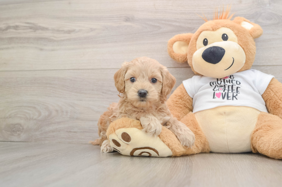 Funny Cockapoo Poodle Mix Pup