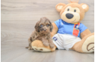 Cockapoo Puppy for Adoption