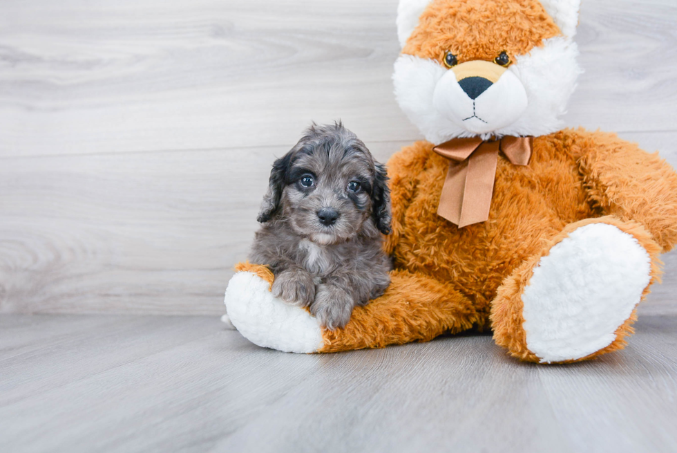 Playful Cockerpoo Poodle Mix Puppy