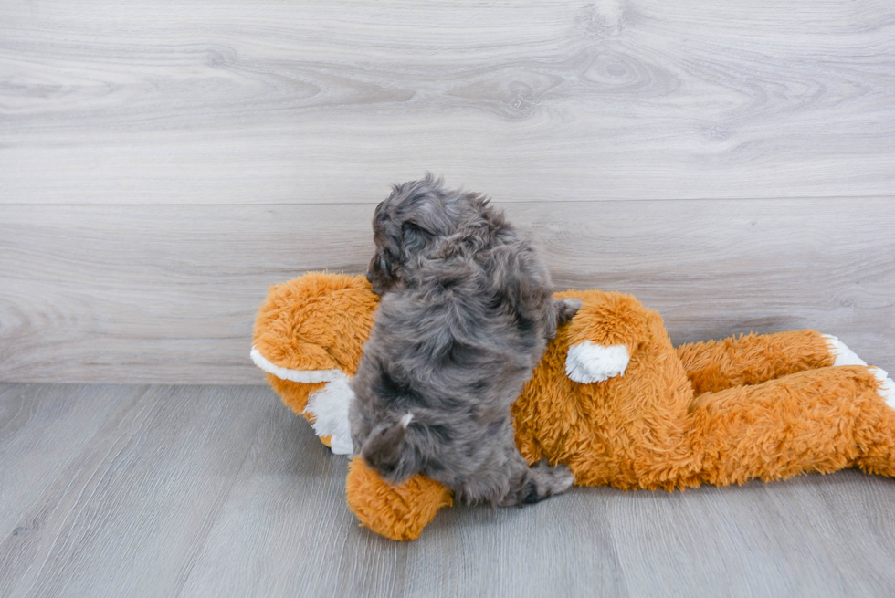 Cockapoo Pup Being Cute