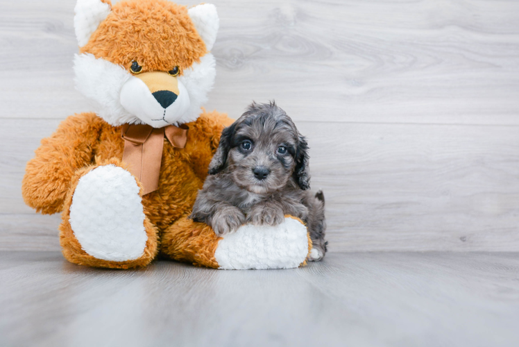 Best Cockapoo Baby