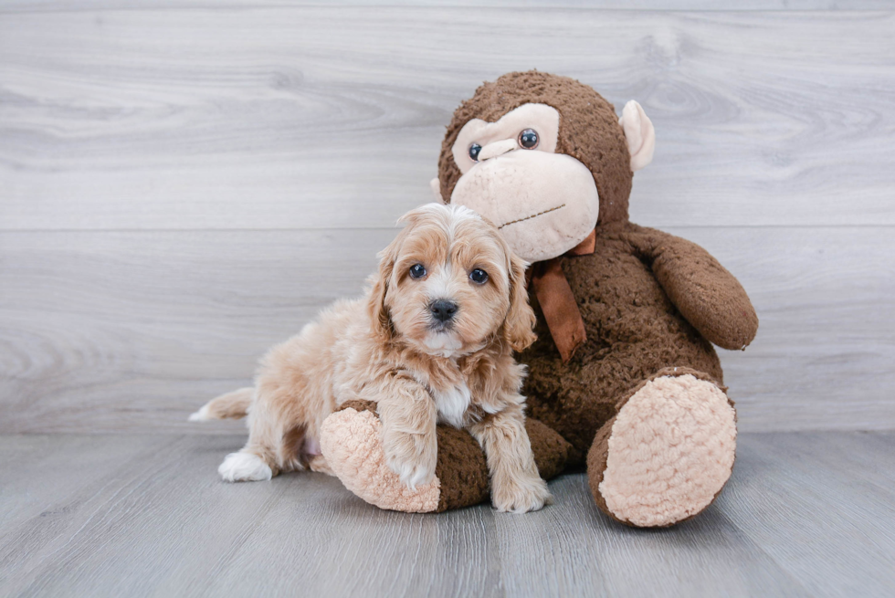 Small Cockapoo Baby