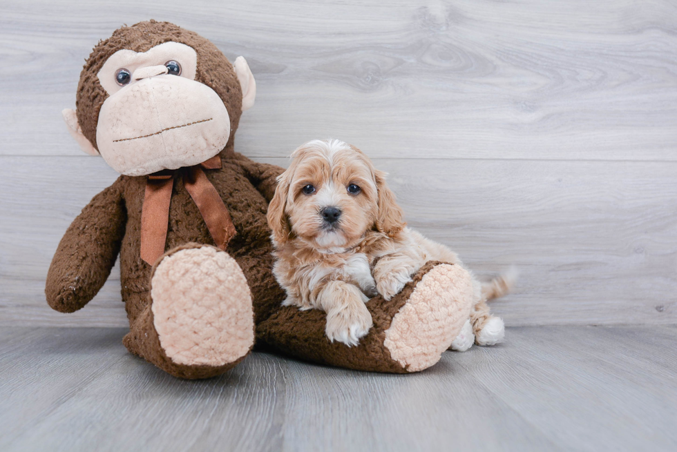 Hypoallergenic Cockerpoo Poodle Mix Puppy