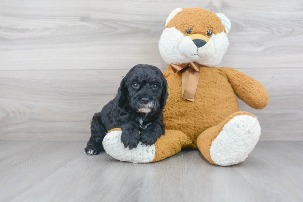 Fluffy Cockapoo Poodle Mix Pup