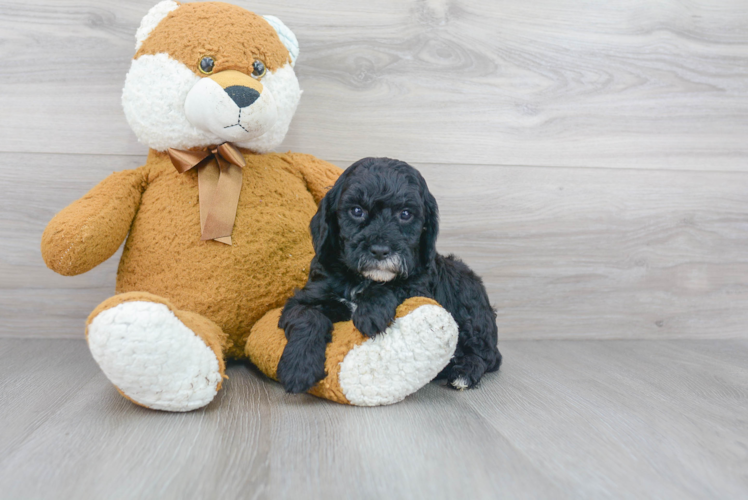 Sweet Cockapoo Baby