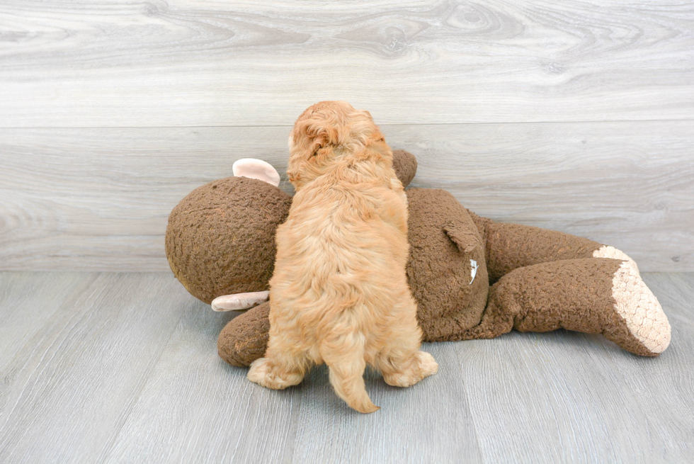 Cute Cockapoo Poodle Mix Pup