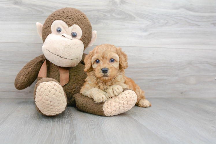 Cute Cockerpoo Poodle Mix Puppy