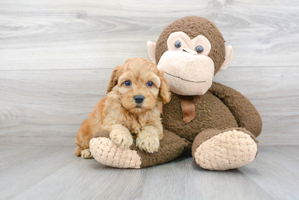 Cute Cockerpoo Poodle Mix Puppy