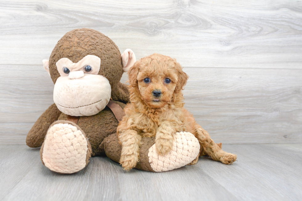 Energetic Cockerpoo Poodle Mix Puppy