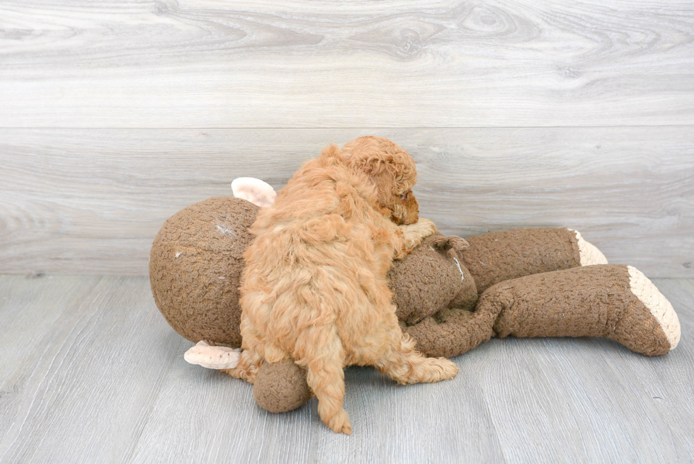 Small Cockapoo Baby