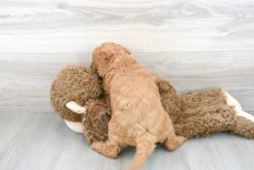 Hypoallergenic Cockerpoo Poodle Mix Puppy