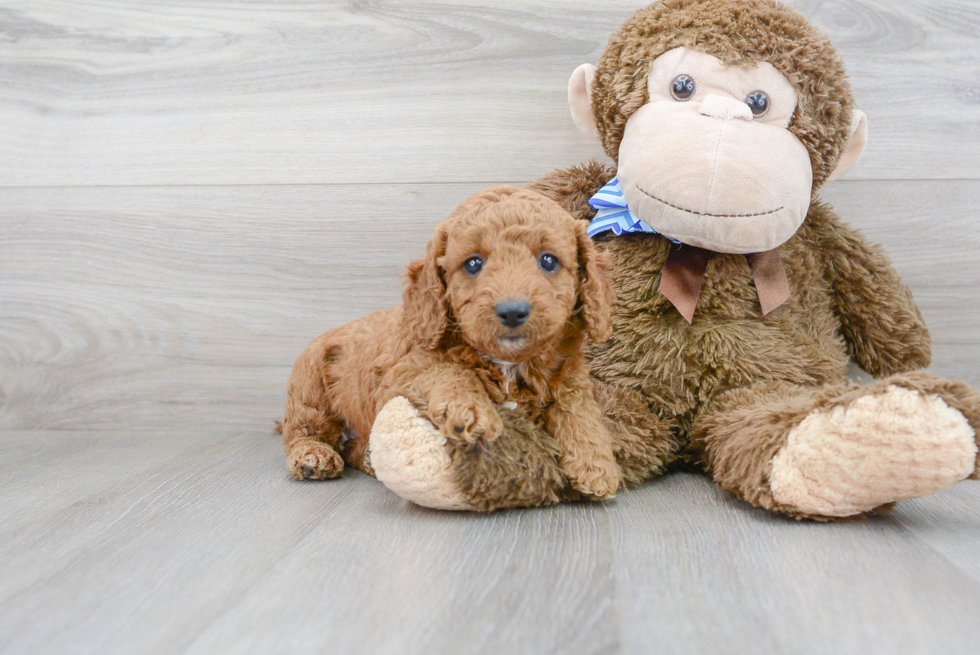 Funny Cockapoo Poodle Mix Pup