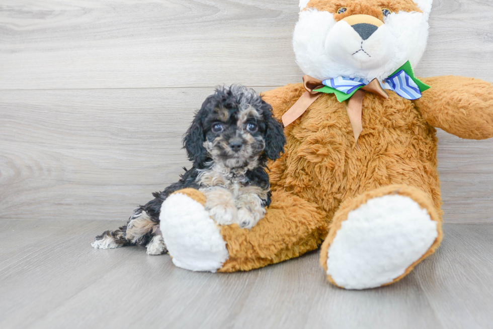 Adorable Cockerpoo Poodle Mix Puppy