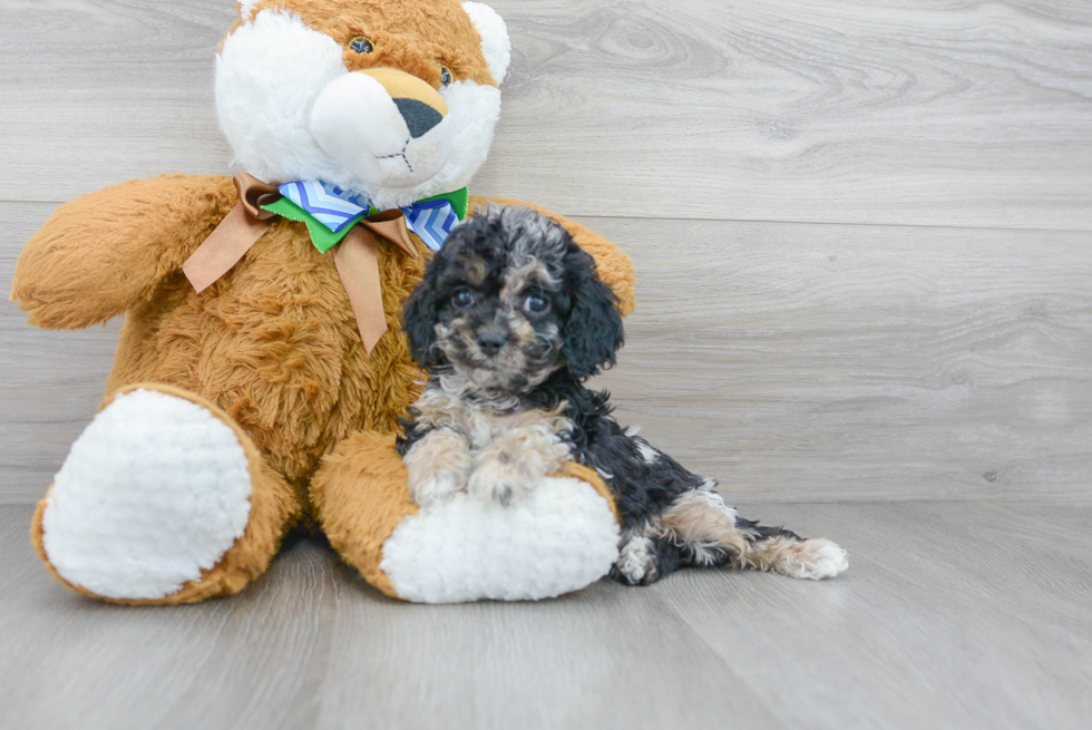 Energetic Cockerpoo Poodle Mix Puppy