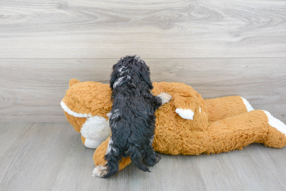 Popular Cockapoo Poodle Mix Pup