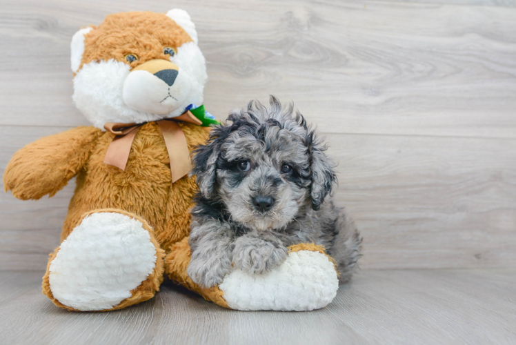 Petite Cockapoo Poodle Mix Pup