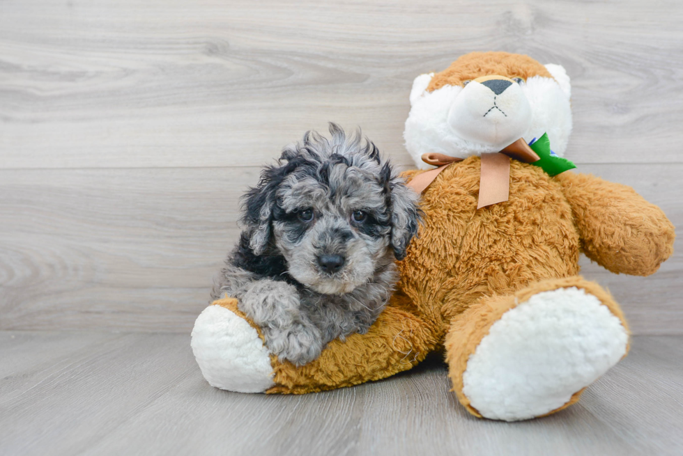 Cockapoo Pup Being Cute