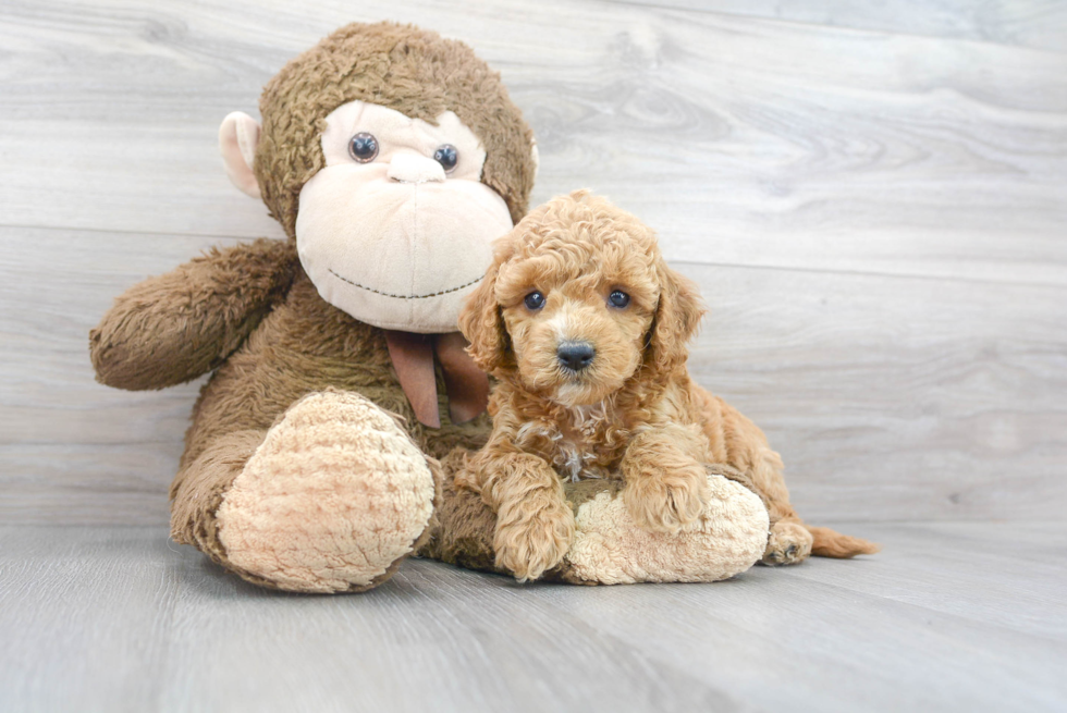 Cockapoo Pup Being Cute