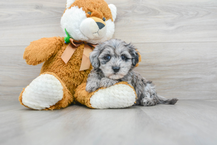 Cockapoo Pup Being Cute