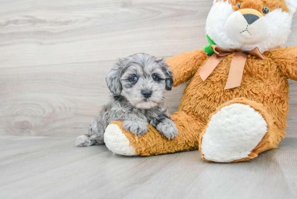 Hypoallergenic Cockerpoo Poodle Mix Puppy