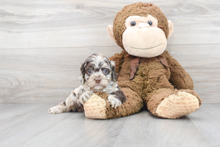 Popular Cockapoo Poodle Mix Pup