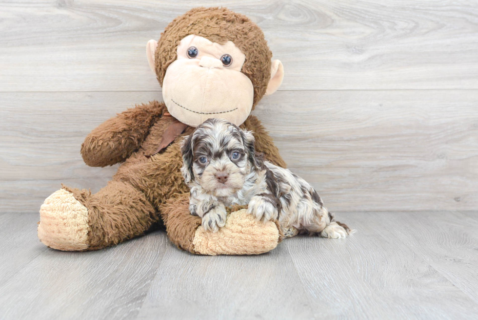 Small Cockapoo Baby