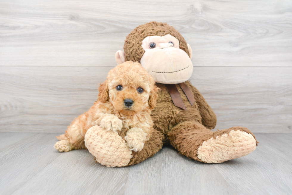 Energetic Cockerpoo Poodle Mix Puppy