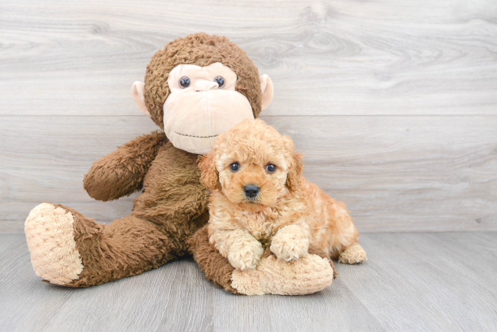 Energetic Cockerpoo Poodle Mix Puppy