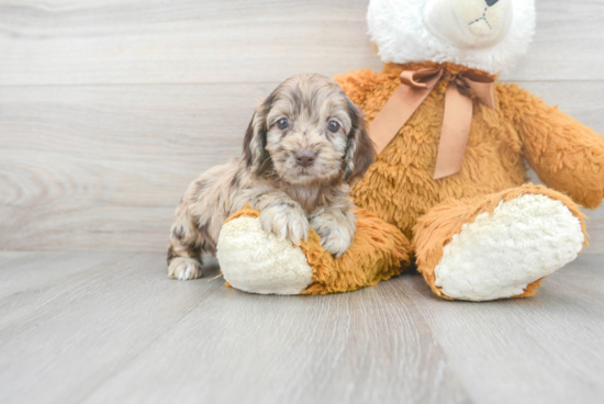 Cockapoo Puppy for Adoption