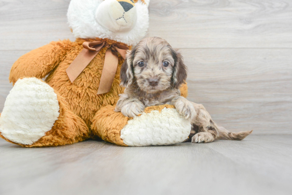 Energetic Cockerpoo Poodle Mix Puppy