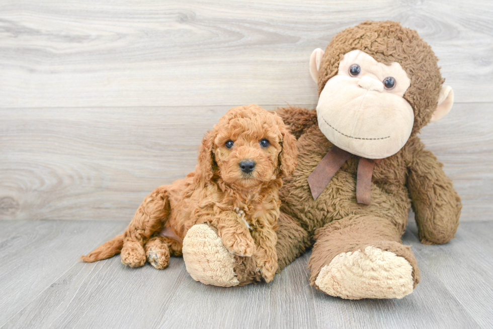 Hypoallergenic Cockerpoo Poodle Mix Puppy