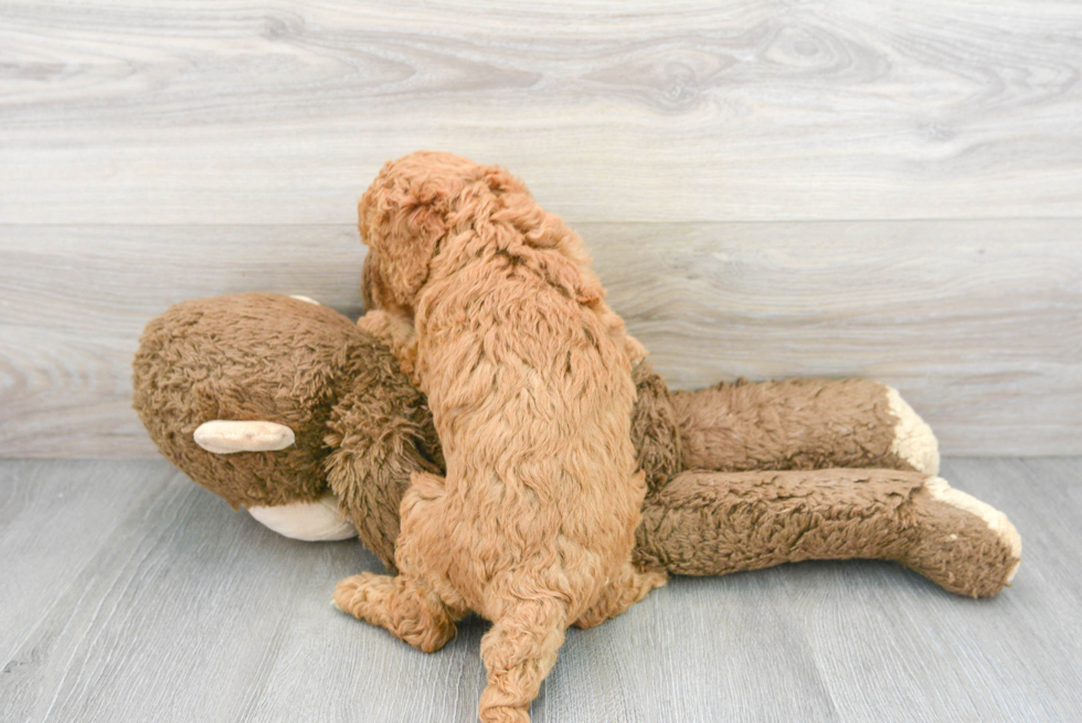 Petite Cockapoo Poodle Mix Pup