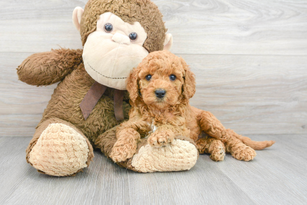 Cockapoo Pup Being Cute